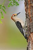 Golden-fronted Woodpecker